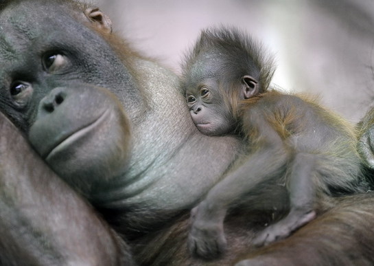 opička a mama.jpg