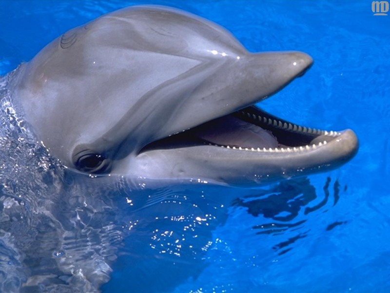 delfín.jpg